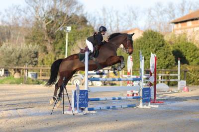 Cheval de sport