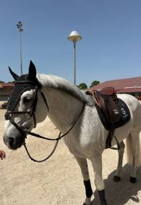 Poney de sport à vendre