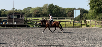 Stunning tb gelding