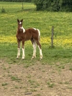 Poulain demi trait pie