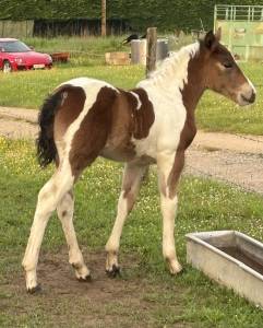 Poulain demi trait 