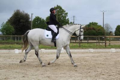Super cheval polyvalent hunter, dressage, cso
