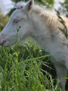 MINI SHETLAND