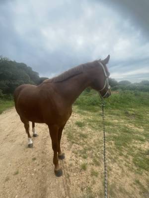 Cheval à vendre