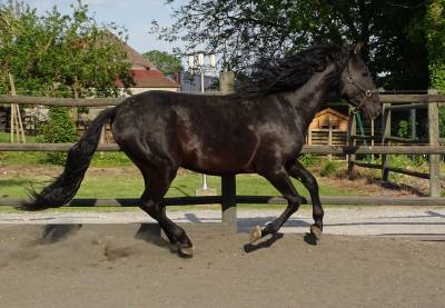 Cheval pre noir 3 ans