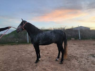 Venta de poni D