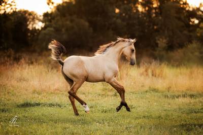 Cheval lusitanien isabelle