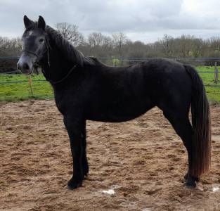 Ponette connemara 5 ans - 145 cms