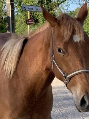 Pouliche appaloosa