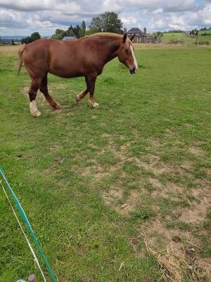 vends belle et gentille cob normand