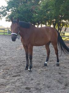 Cheval hongre