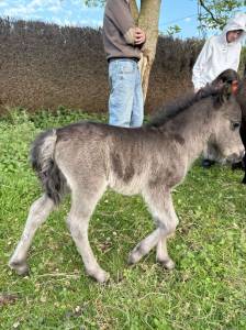 Pouliche oc type shetland 