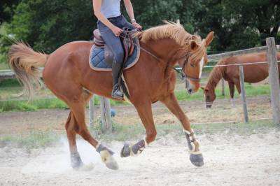 Hongre 9 ans upsilon x quidam de revel