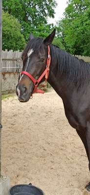 Cheval hongre aqps 7 ans