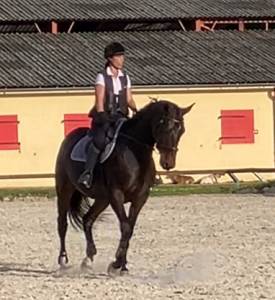 Jument orientée dressage
