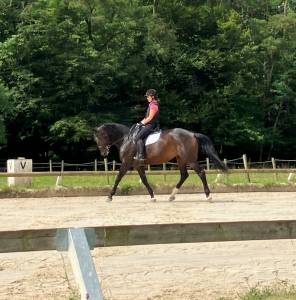 Jolie jument par Quaterbold