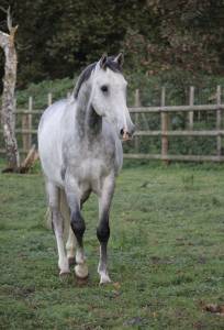 À vendre hongre de 8 ans 