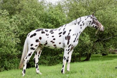Cubriciones: KWPN de salto, capa appaloosa/ leopardo