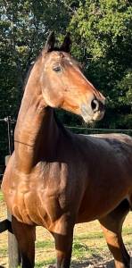 Caballo castrado KWPN Caballo de Deporte Neerlandés En venta 2010 Bayo moreno por Comment cocktail