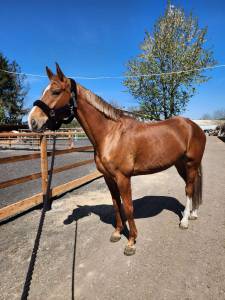 Chic hongre 7 ans hanovrien dressage