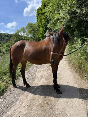 à vendre super jument tf