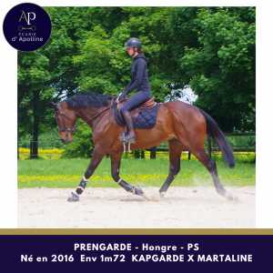 Gelding thoroughbred for sale 2016 bay