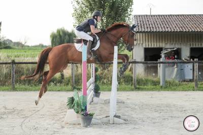 Hongre anglo-arabe 6 ans