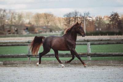 Alosnero iv : saillie pre