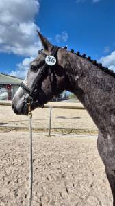 Mustang des biches , top hongre 3 ans par untouchable27