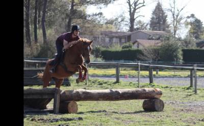 Poney demi-sang arabe