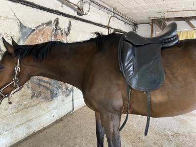 Selle de dressage cwd 18 pouces