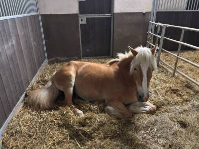 Jument haflinger 