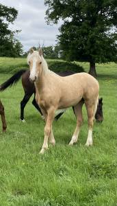 Palomino irish cob croisé