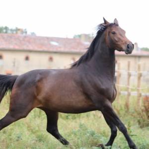 Yegua silla francés en venta 2015 bayo por quick star