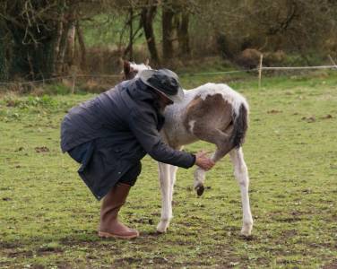 Pouliche welsh part bred