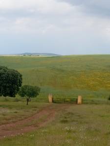Pupilaje en libertad - finca dehesilla de los cubones