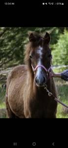 Poney oc inscriptible pfs