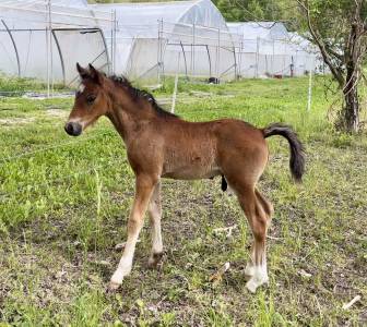 Joli poulain connemara/welsh cob
