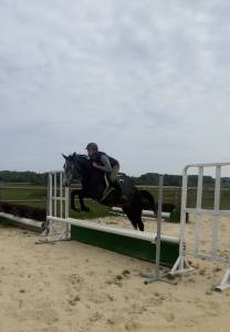 Hongre aa 4 ans 1m56