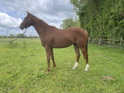 Pouliche aqps par robin of navan
