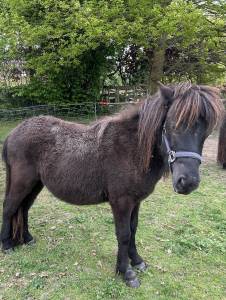 À vendre poney shetland