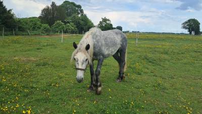 poney D ideal club ou famille