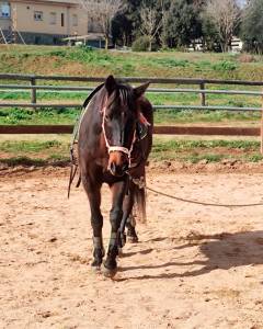 Se vende caballo cruzado