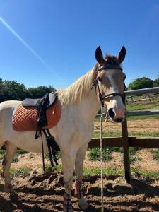 Se vende yegua pía