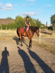 Jument de sport hongroise