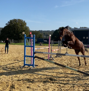 Cheval pur sang 5 ans