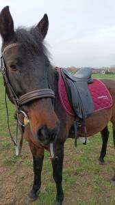 Selle dressage ronzon 17,5 pouces 