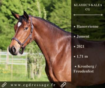 Yegua hannoveriano en venta 2021 bayo por kronberg