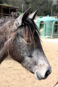  femelle connemara 2 ans pp