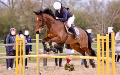 Cheval de sport sf 10 ans